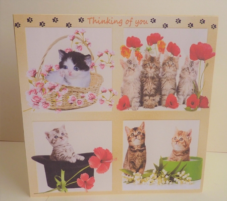CRAZY ABOUT CATS by Anne Jackson