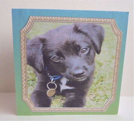 CUTE CANINES 2 by Anne Jackson