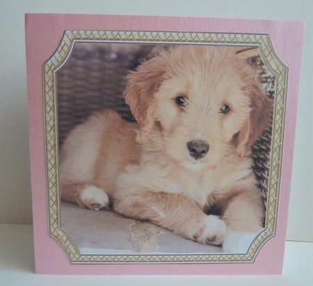 CUTE CANINES 15 by Anne Jackson