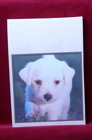 Cute Dog Quick Card 3 by Anne Jackson