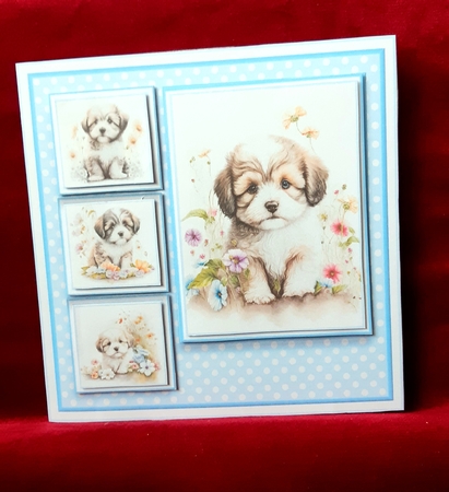 8x8 Havanese Mini Kit - x5 A4 Sheets  by Anne Jackson