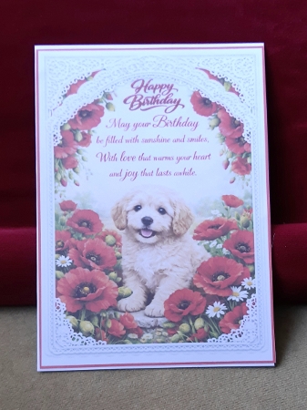 wild poppies Featured Gallery Photo