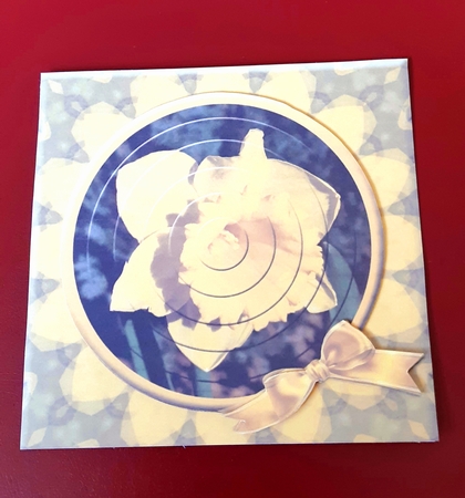 Daffodil B - with Love by Anne Jackson