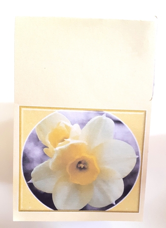 Daffodil Pyramid by Anne Jackson