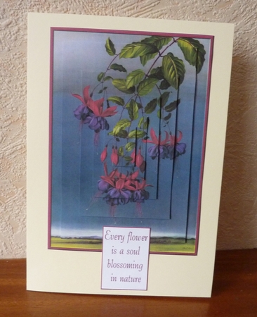  Fuschia Pyramid by Anne Jackson