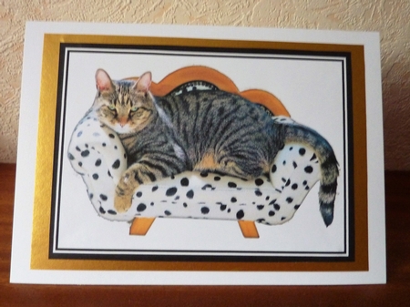 Cat mix 1 by Anne Jackson