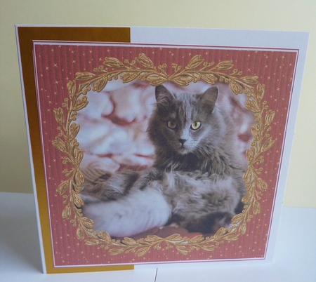 PRETTY KITTY 3 by Anne Jackson