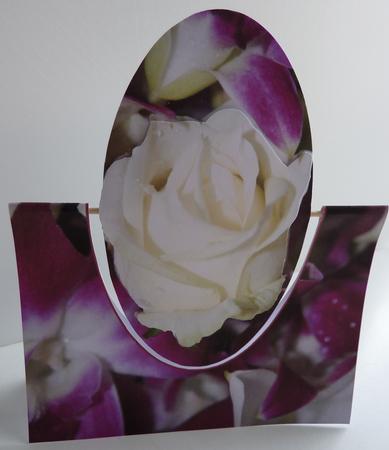 Swinger White Rose and Orchid by Anne Jackson