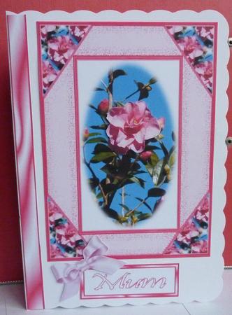 Camelia by Anne Jackson