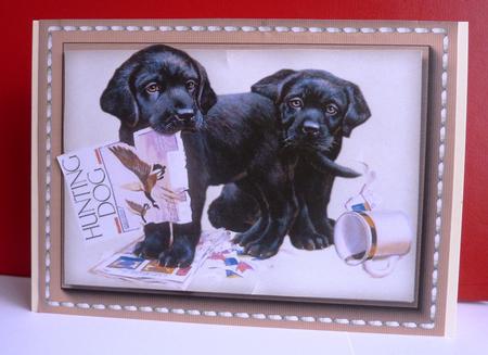Beautiful Labrador Pups Playing  by Anne Jackson