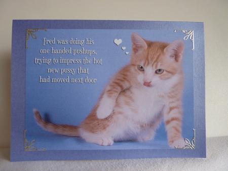 Kitten Humorous A4 Card. by Anne Jackson