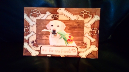 Labrador by Anne McIntyre