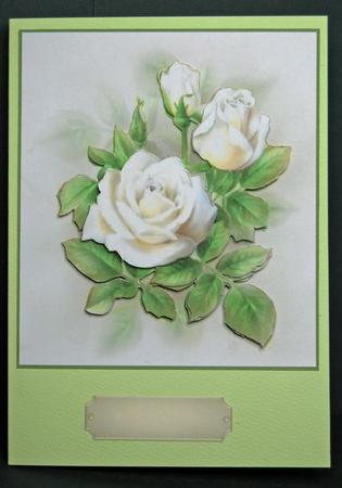White Rose Delight by Anne Perks