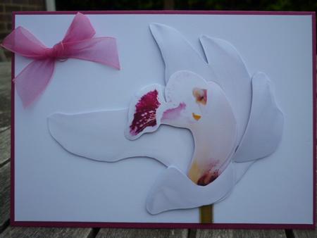 White Orchid A4 Card by Annette Purkis
