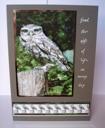 Little Owl Step by Step by Audrey Brown clifford