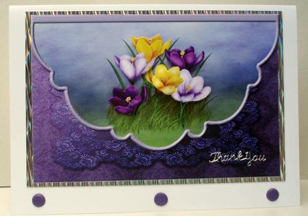 Crocus Assorted by Audrey Brown clifford
