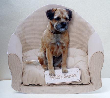 Border Terrier on a Chair by Audrey Brown clifford