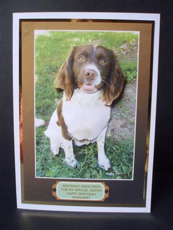 A5 Springer Spaniel Card Front by Audrey Brown clifford
