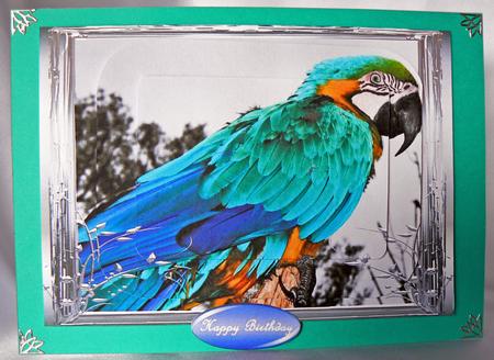 Parott by Audrey Wilson