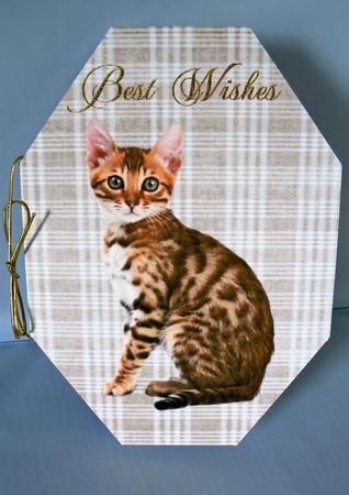 Tabby Kitten Octagon Card by Audrey Wilson