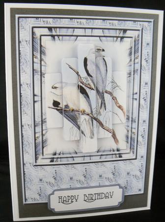 Black Shouldered Kite Birds by Audrey Wilson