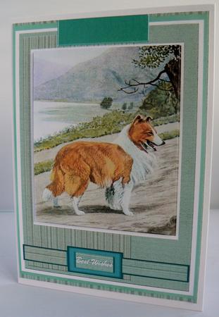 Beautiful Sheep Dog ( Lassie ) by Audrey Wilson