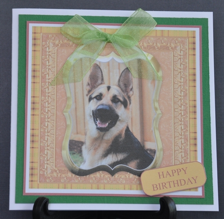 ALSATION BIRTHDAY  by Barbara Stubbings