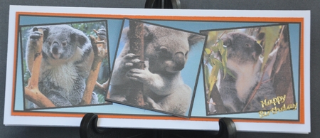 Koalas by Barbara Stubbings