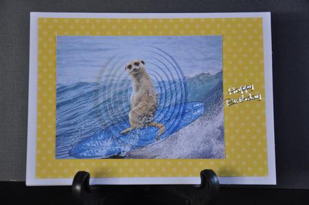 Meerkat - Ouch! - I Think My Surf Board is Upside Down ! by Barbara Stubbings