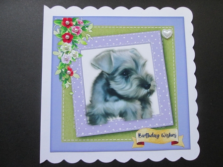 Beautiful Birthday Schnauzer by BELINDA ABRAHAM