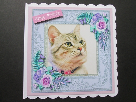 Beautiful Tiddles the Cat by BELINDA ABRAHAM