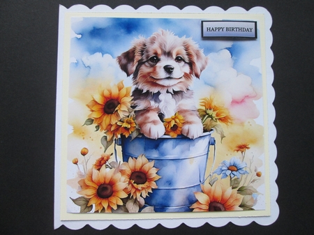 Sunflower Pup  by BELINDA ABRAHAM