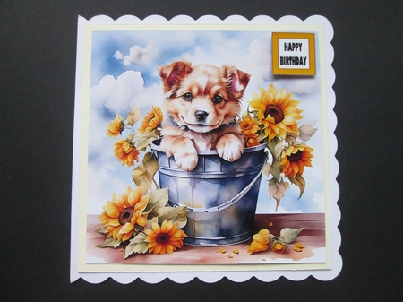 Sunflower Pup  by BELINDA ABRAHAM