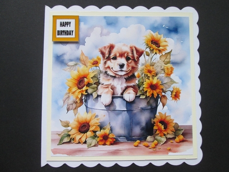 Sunflower Pup  by BELINDA ABRAHAM