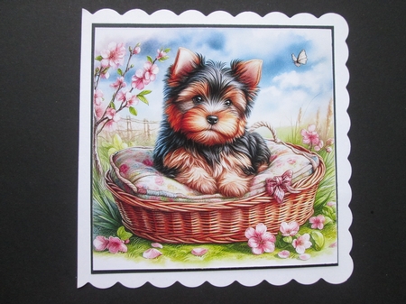 Yorkie Pups by BELINDA ABRAHAM