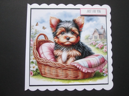 Yorkie Pups by BELINDA ABRAHAM