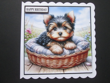 Yorkie Pups by BELINDA ABRAHAM