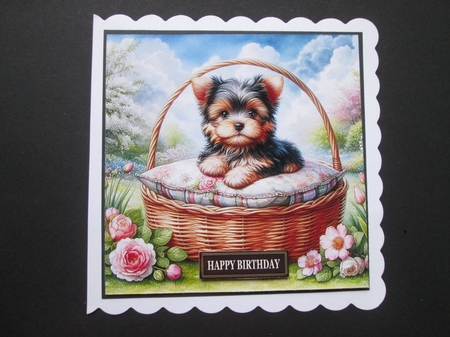 Yorkie Pups by BELINDA ABRAHAM