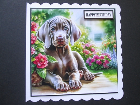 Summer Days Weimaraner  by BELINDA ABRAHAM