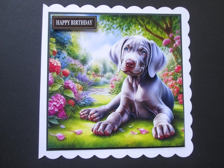Summer Days Weimaraner  by BELINDA ABRAHAM