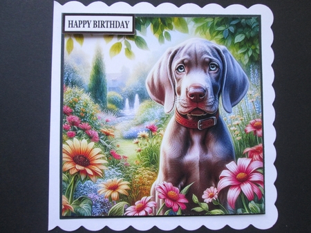 Summer Days Weimaraner  by BELINDA ABRAHAM