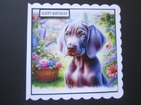 Summer Days Weimaraner  by BELINDA ABRAHAM