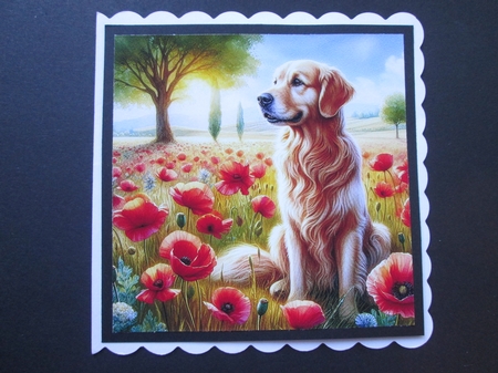 Poppy Field Mix 3 by BELINDA ABRAHAM