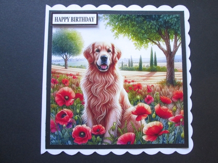  Golden Retriver Poppy Field  by BELINDA ABRAHAM