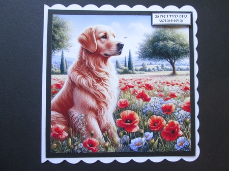  Golden Retriver Poppy Field  by BELINDA ABRAHAM