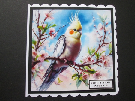 Cockatiels by BELINDA ABRAHAM