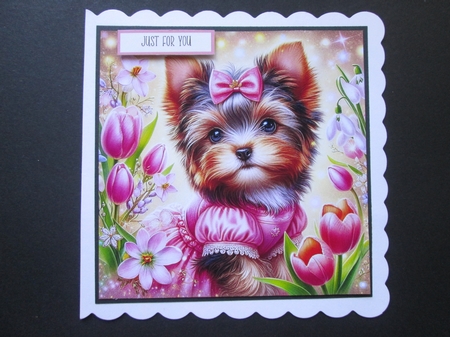 Tulip Yorkie by BELINDA ABRAHAM