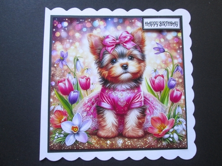 Tulip Yorkie by BELINDA ABRAHAM