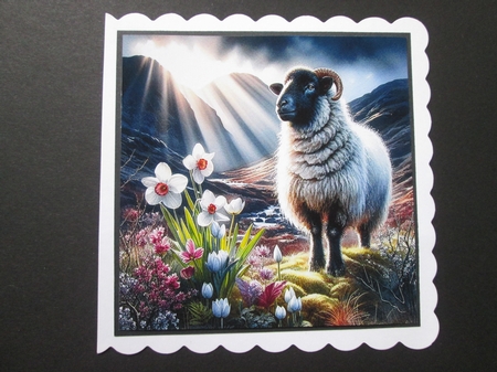 Welsh Spring Mountain Sheep by BELINDA ABRAHAM