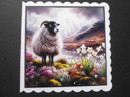 Welsh Spring Mountain Sheep by BELINDA ABRAHAM